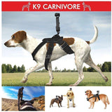 Dog wearing K9Carnivore GoPro dog camera mount capturing adventure